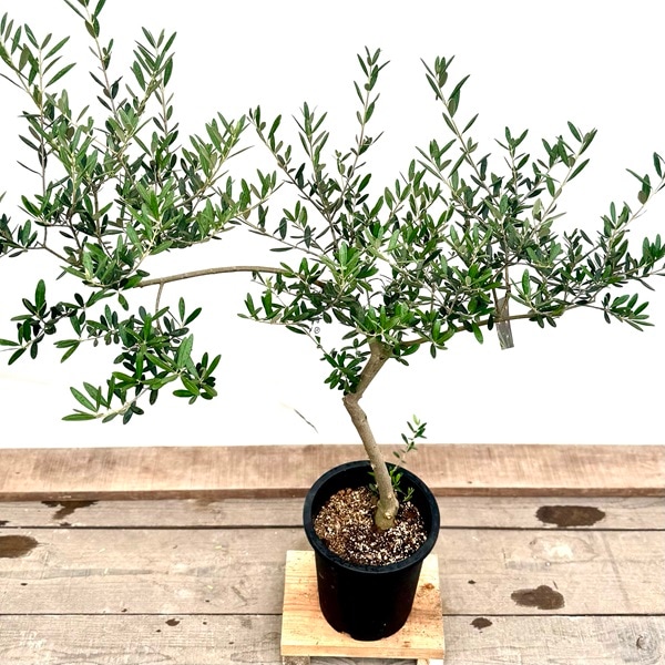 おしゃれ 観葉植物：オリーブの木 マンザニロ 8号*現品7 SOUJU 創樹
