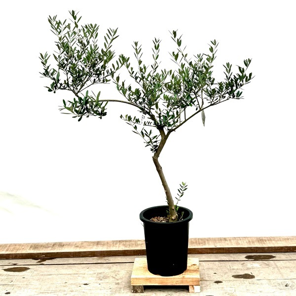 おしゃれ 観葉植物：オリーブの木 マンザニロ 8号*現品7 SOUJU 創樹