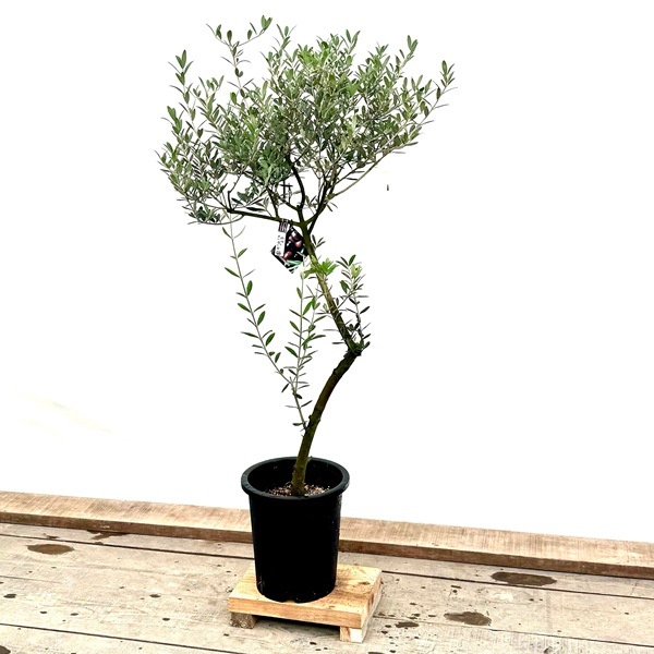 おしゃれ 観葉植物：オリーブの木 マンザニロ 8号*現品8 SOUJU 創樹