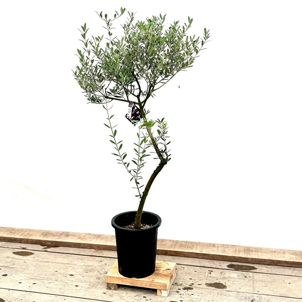 おしゃれ 観葉植物：オリーブの木 マンザニロ 8号*現品8 SOUJU 創樹