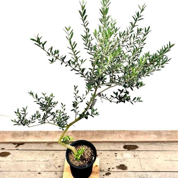 オリーブ　マンザニロ　オリーブの木　創樹　幹太souju ８号 楽天市場】〔現品販売〕 人気のオリーブ 創樹（SOUJU）8号鉢