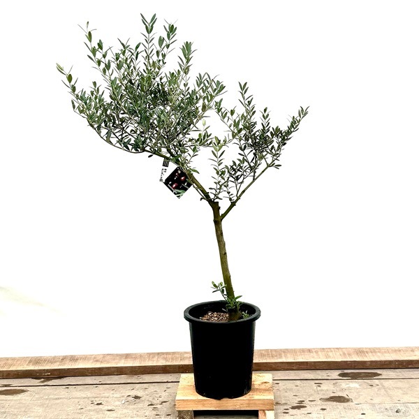 おしゃれ 観葉植物：オリーブの木 マンザニロ 8号*現品10 SOUJU 創樹 