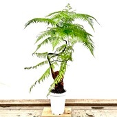 ������� ���տ�ʪ ����⥦������������ǥ��󥭡� ��������*���Ӷ� 7�� ����1�� �緿��ޥ�������