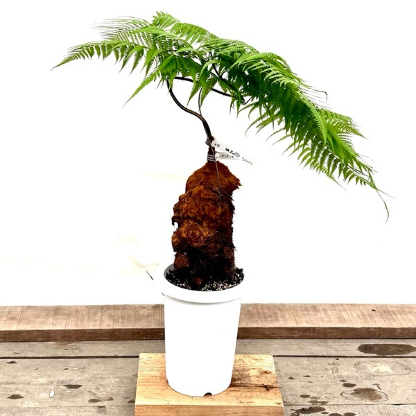 おしゃれ 観葉植物 キンモウコウ：ゴールデンモンキー タカワラビ*金毛