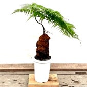 ������� ���տ�ʪ ����⥦������������ǥ��󥭡� ��������*���Ӷ� 7�� ����2�� �緿��ޥ�������