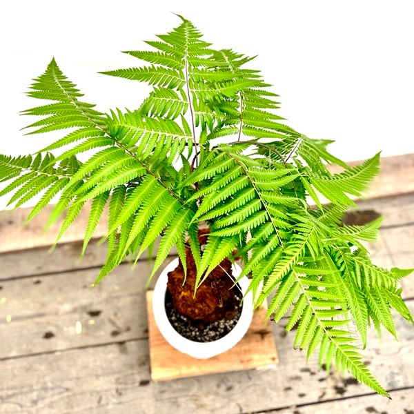 おしゃれ 観葉植物 キンモウコウ：ゴールデンモンキー