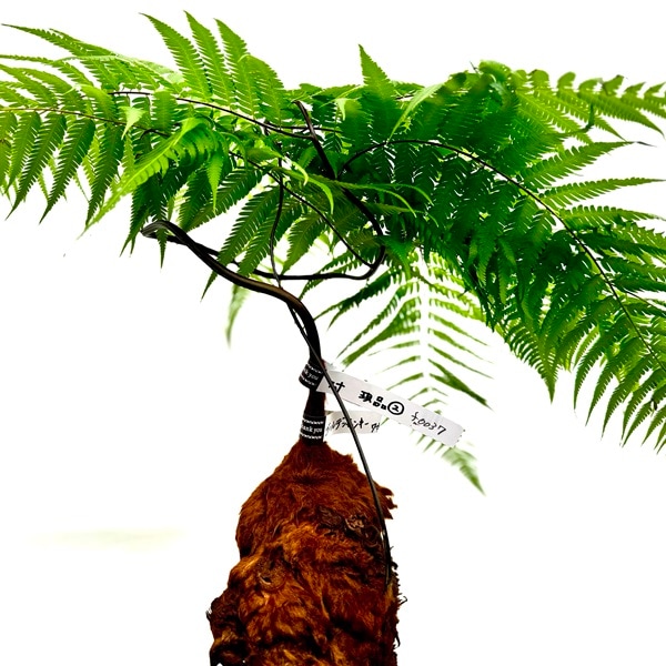 おしゃれ 観葉植物 キンモウコウ：ゴールデンモンキー