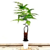 ������� ���տ�ʪ ����⥦������������ǥ��󥭡� ��������*���Ӷ� 7�� ����3�� �緿��ޥ�������