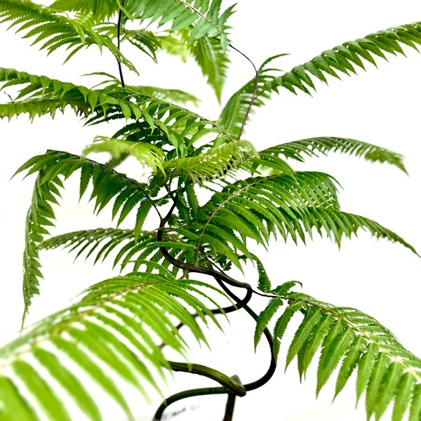 おしゃれ 観葉植物 キンモウコウ：ゴールデンモンキー タカワラビ*金毛