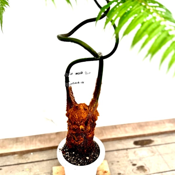 おしゃれ 観葉植物 キンモウコウ：ゴールデンモンキー タカワラビ*金毛