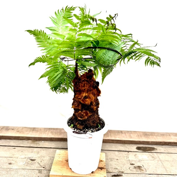 ������� ���տ�ʪ ����⥦������������ǥ��󥭡� ��������*���Ӷ� 8�� ���� �緿��ޥ�������