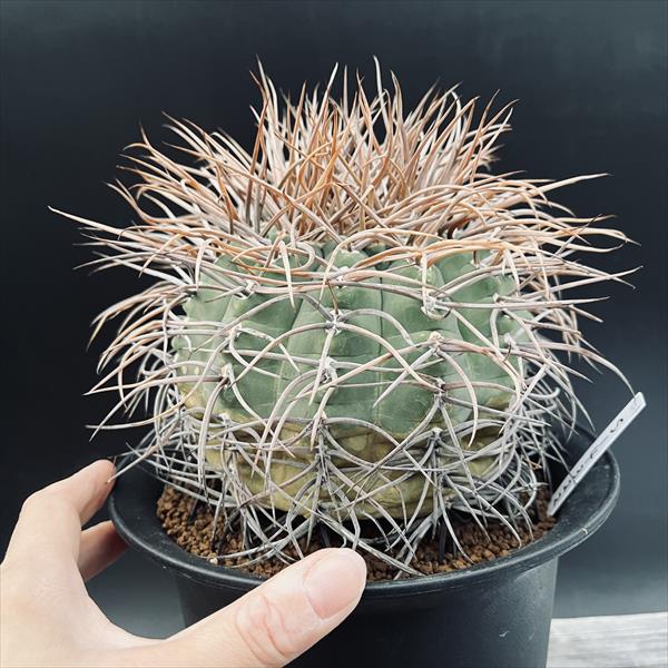 サボテン　光琳玉　30個程度　ギムノカリキウム Gymnocalycium cardenasianum【ギムノカリキウム・村主光琳玉