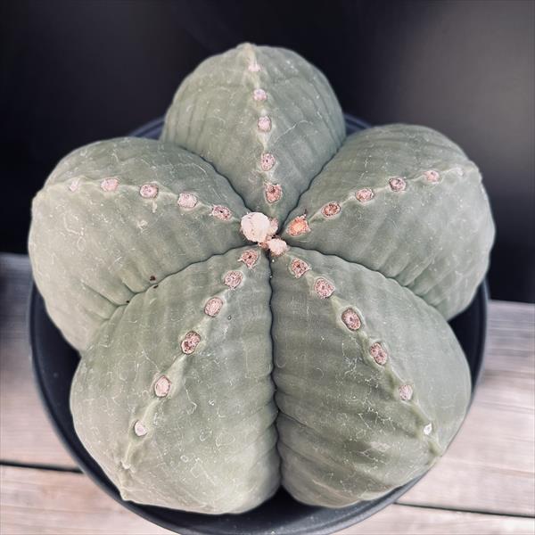 サボテン：アストロフィツム 成田氏タマウリパス碧瑠璃鸞鳳玉 実生*幅