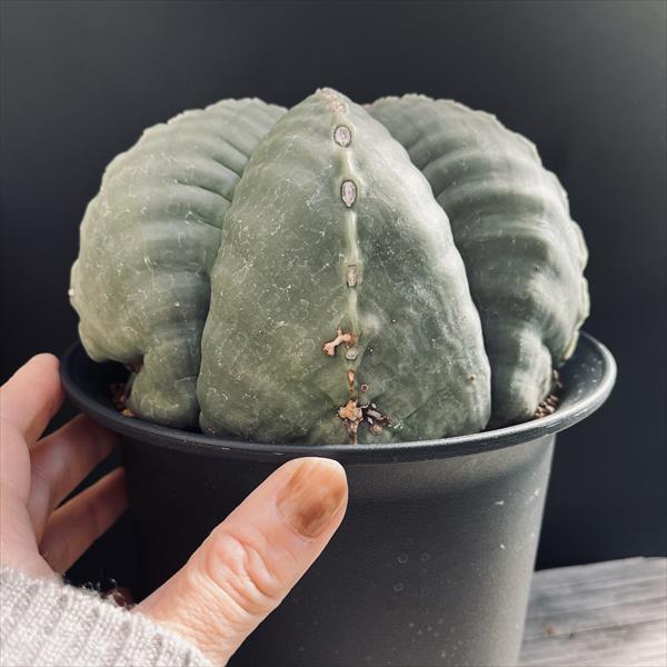 サボテン：アストロフィツム 成田氏タマウリパス碧瑠璃鸞鳳玉 実生*幅