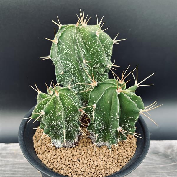 現品.つぼみ付き】多肉植物 花サボテン 0206 現品.つぼみ付き】多肉