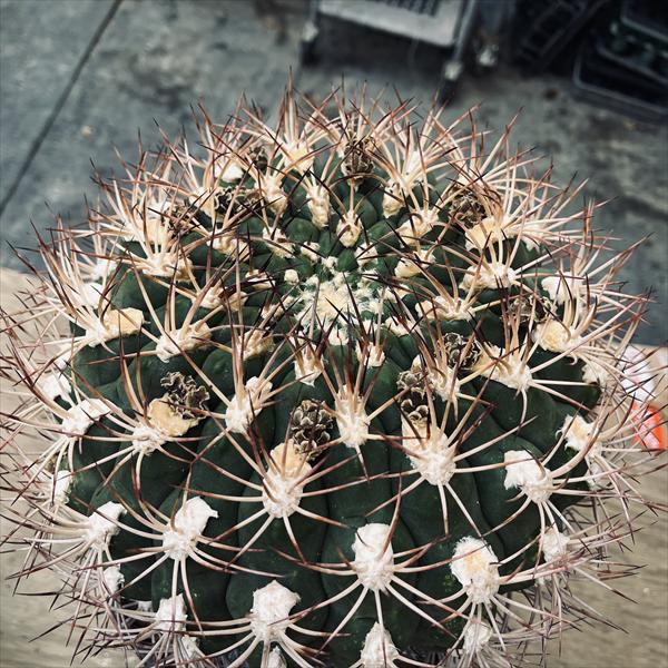 サボテン：ギムノカリキウム 新天地 実生*幅22cm 現品！一品限り