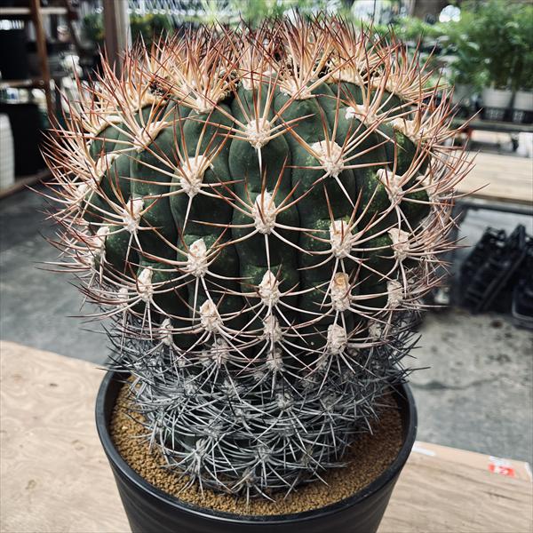 サボテン：ギムノカリキウム 新天地 実生*幅22cm 現品！一品限り