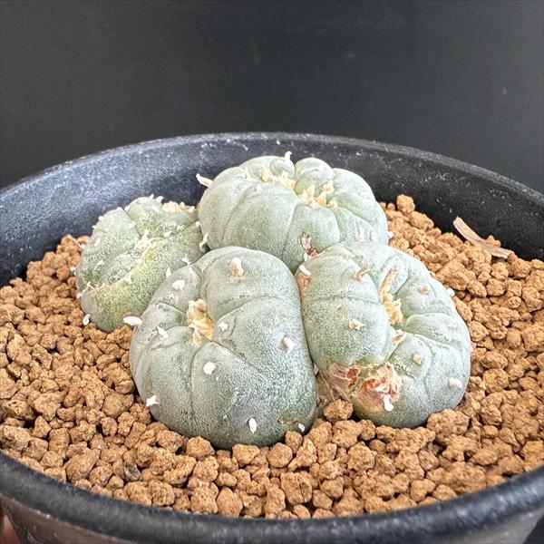 サボテン：ロフォフォラ 銀冠玉モンスト 自根*幅6cm 現品！一品限り