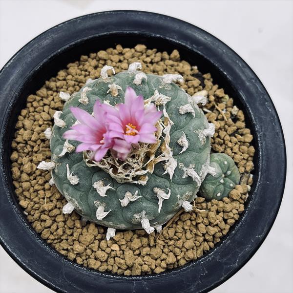 ♪♪サボテン 銀冠玉錦 実生約6、2㎝ ロフォフォラ 多肉植物♪♪