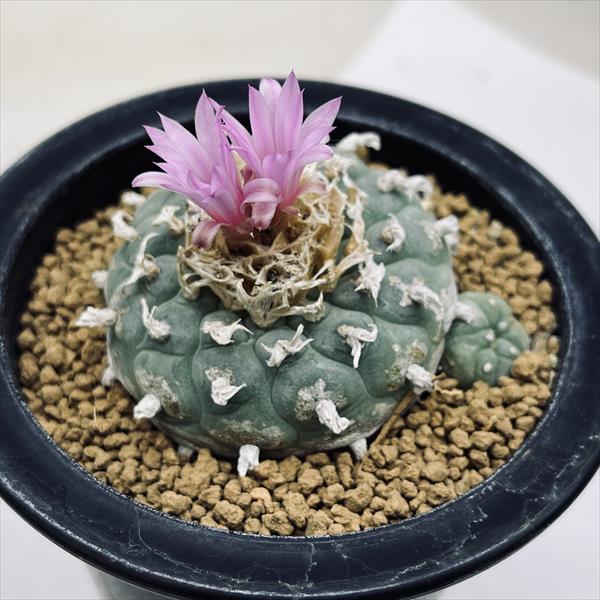 サボテン 銀冠 実生 最安値