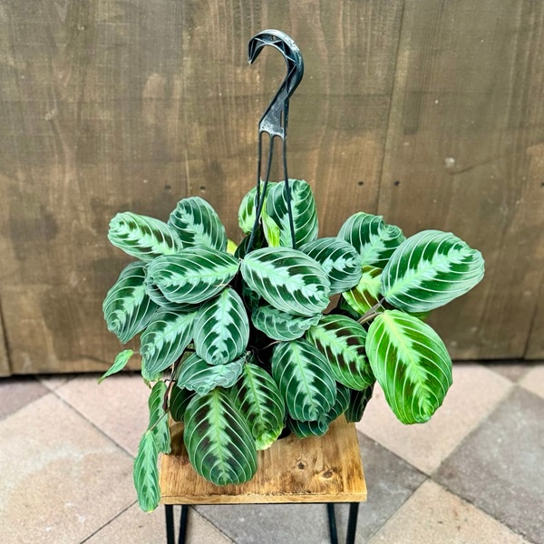 おしゃれ 観葉植物：マランタ レウコネウラ マッサンゲアナ*5号吊り