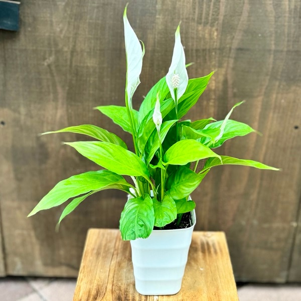 観葉植物 苗：スパティフィラム トレリー*3.5号プラポット スパッティ
