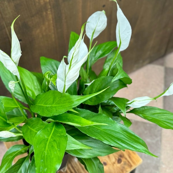 1 スパティフィラム 観葉植物 抜き苗で❣️（スパティフィラム?の花が 