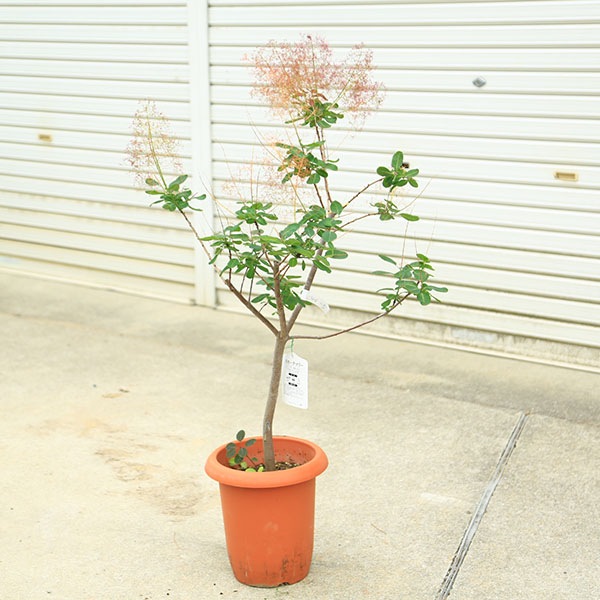 送料無料◆2025新品  庭木 植木 苗：スモークツリー (煙の木)ルブリフォリウス 現品 落葉樹