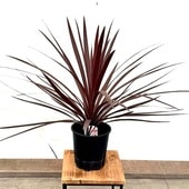 ������� ���տ�ʪ�����른��� ��åɥ�����*5.5��