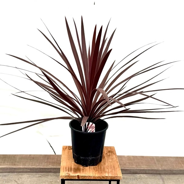 おしゃれ 観葉植物：コルジリネ レッドスター*5.5号 | 観葉植物