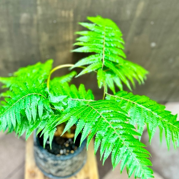 おしゃれ 観葉植物 キンモウコウ：ゴールデンモンキー