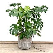 ������� ���տ�ʪ����󥹥ƥ� �Х����å�ȭ���С�*�緿������ء����ʤ��Ϥ� 2����