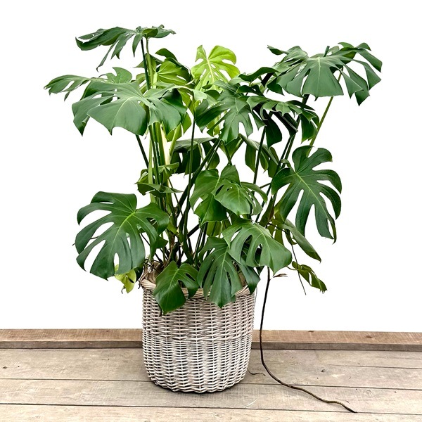 おしゃれ 観葉植物：モンステラ バスケット鉢カバー*大型佐川急便 現品