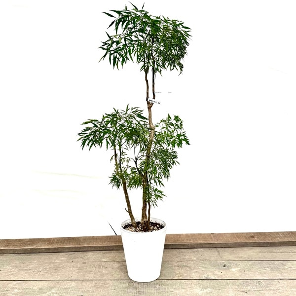 タイワンモミジ。常緑樹 。観葉植物 。鉢ごと無料で発送致します。 タイワンモミジ | HITOTOKI by MAKIMO PLANT