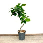 ������� ���տ�ʪ���ե����� ����٥顼����ȭ���С�*���� ���� ��Ȣ�Ǥ��Ϥ� �緿�������