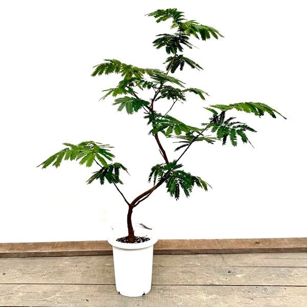 ������� ���տ�ʪ���ͥ�Υ� ���С��ե�å���*8��ץ�ݥå� ����1�� �緿�������