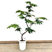 ������� ���տ�ʪ���ͥ�Υ� ���С��ե�å���*8��ץ�ݥå� ����1�� �緿�������