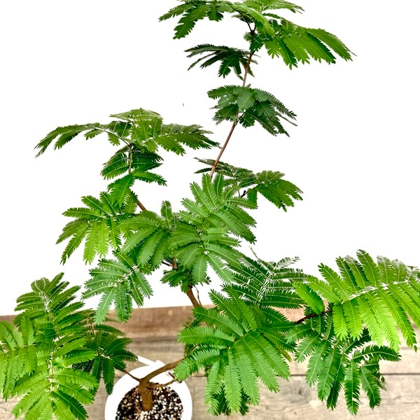 おしゃれ 観葉植物：ネムノキ エバーフレッシュ*8号プラポット 現品1番