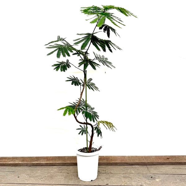 ������� ���տ�ʪ���ͥ�Υ� ���С��ե�å���*8��ץ�ݥå� ����3�� �緿�������