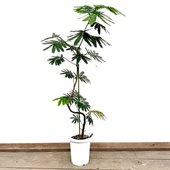 ������� ���տ�ʪ���ͥ�Υ� ���С��ե�å���*8��ץ�ݥå� ����3�� �緿�������