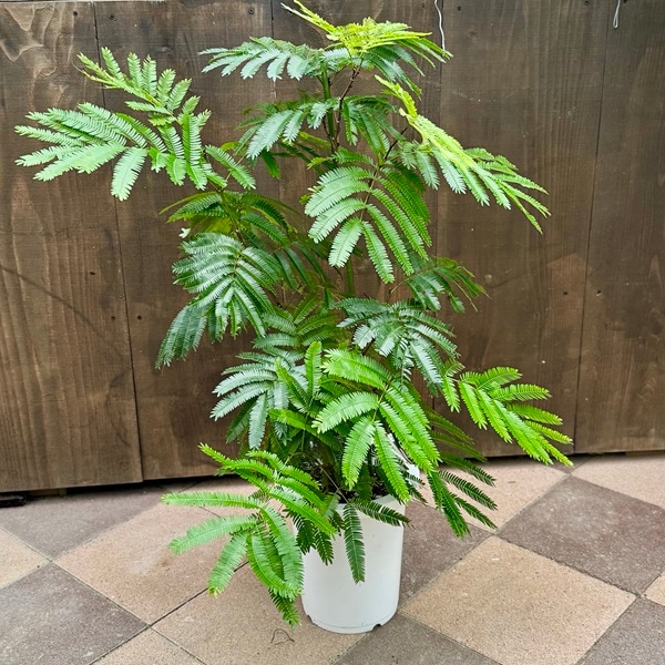 【11/8.9限定特価】美樹形 エバーフレッシュ ネムノキ 観葉植物 大型 y 楽天市場】エバーフレッシュ S字樹形 ブラックセラアート鉢植え 観葉