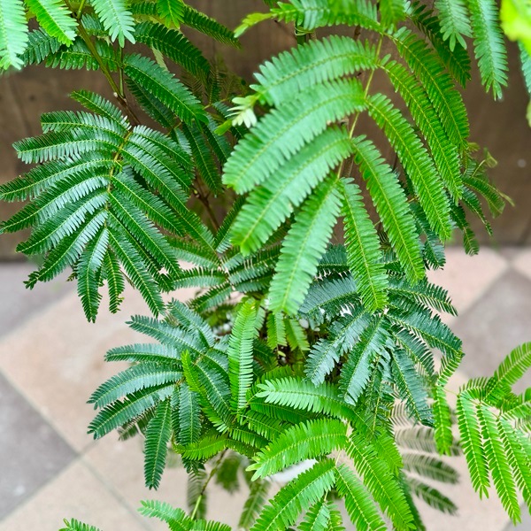 おしゃれ 観葉植物：ネムノキ エバーフレッシュ*8号プラポット 現品2番