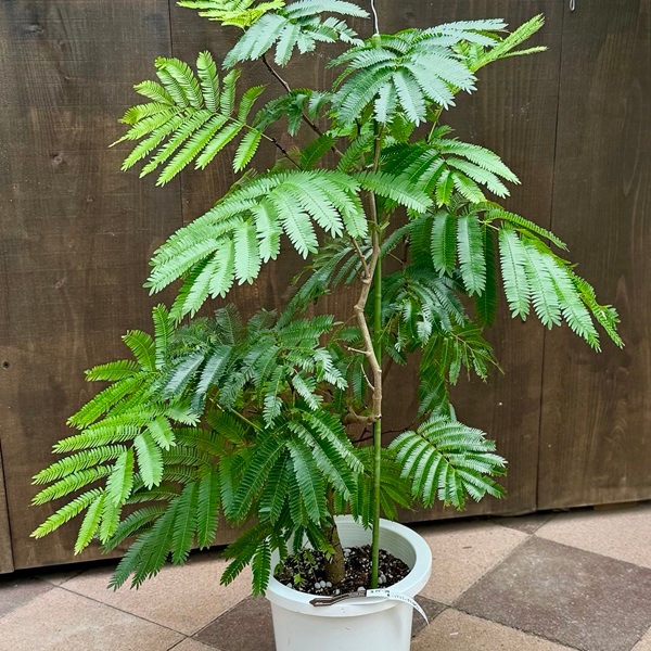 おしゃれ 観葉植物：ネムノキ エバーフレッシュ*8号プラポット 現品2番