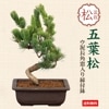 �ߺϡ����վ�(��ťĹ�����������ȭ)*ȭ�����ˤ� ���ե� �ץ쥼��� bonsai