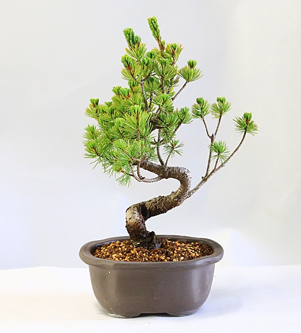 盆栽：五葉松(ウ泥長角窓入り縁付鉢)*鉢植え祝い ギフト プレゼント
