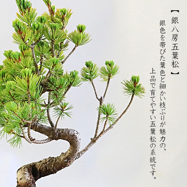 盆栽：五葉松(ウ泥長角窓入り縁付鉢)*鉢植え祝い ギフト プレゼント