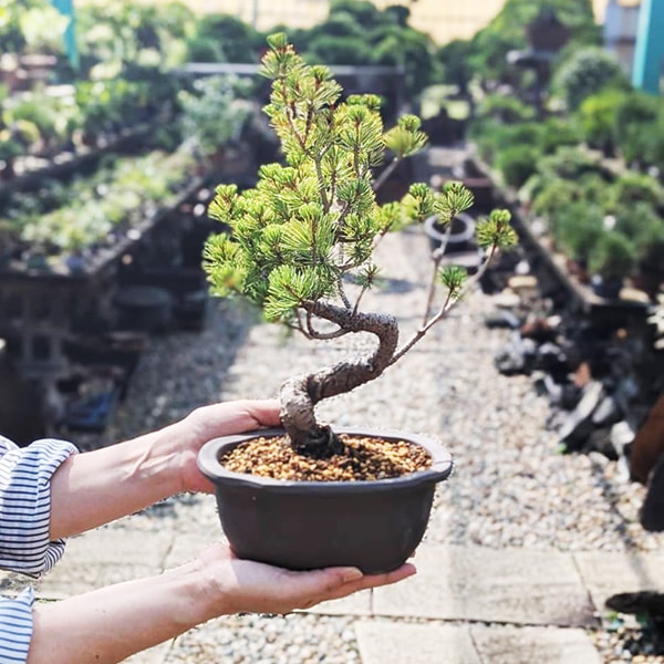 盆栽：五葉松(ウ泥長角窓入り縁付鉢)*鉢植え祝い ギフト プレゼント