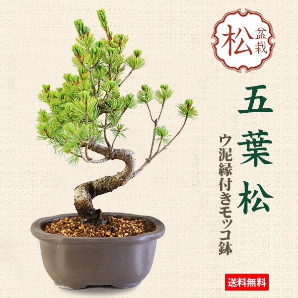 盆栽：五葉松(ウ泥長角窓入り縁付鉢)*鉢植え祝い ギフト プレゼント