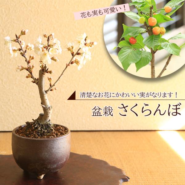 桜桃（サクランボ）盆栽 SS013 小品盆栽：さくらんぼ/サクランボ 桜桃（信楽焼小鉢)*＜2026年春は開花