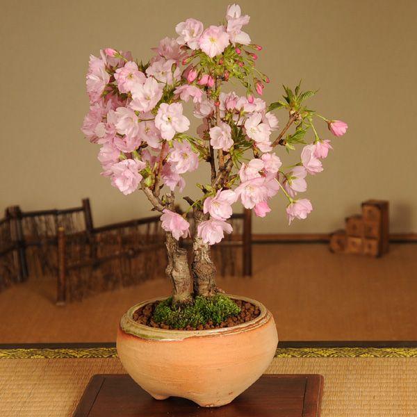 盆栽：旭山桜2本仕立て(信楽焼鉢）* (2024年開花終了) 一才桜 和 お